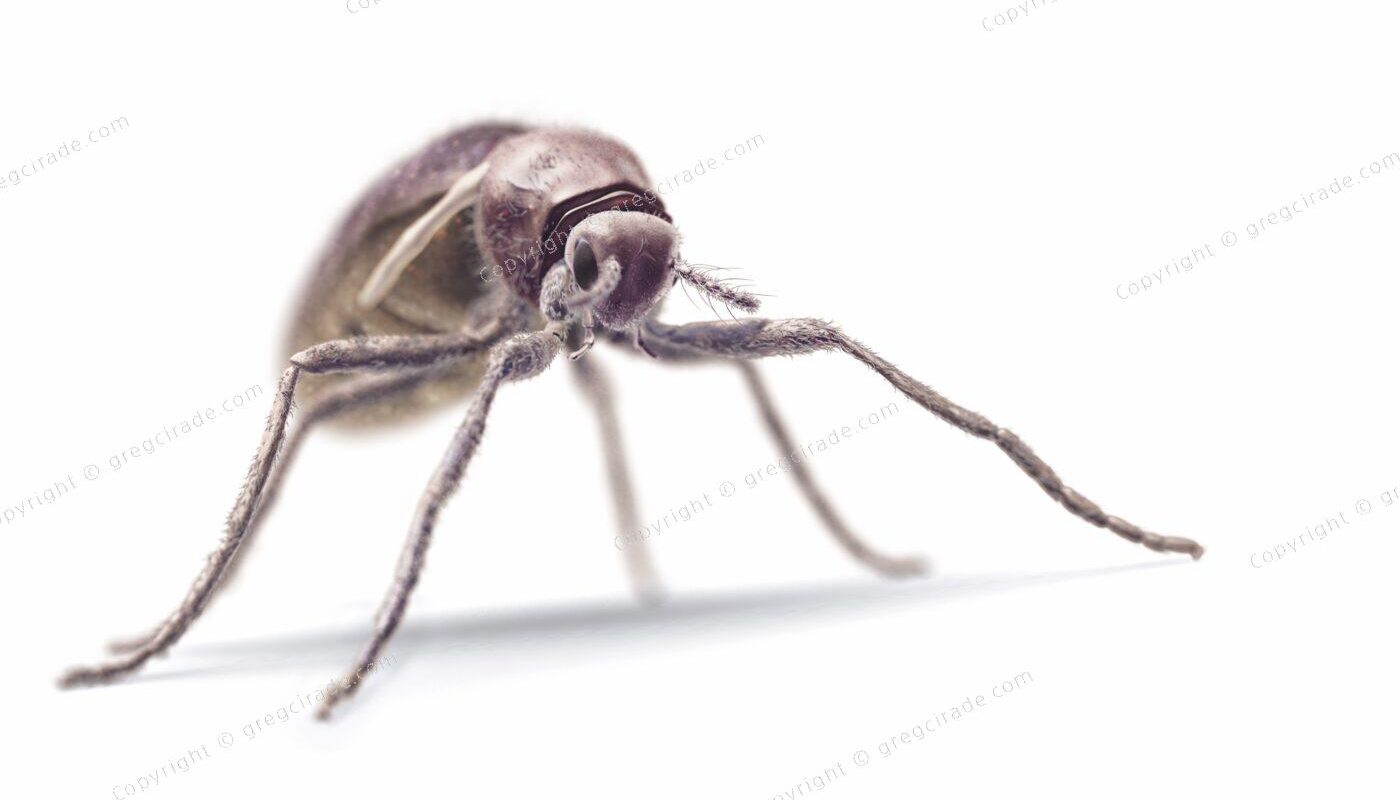 Science & Vie Junior